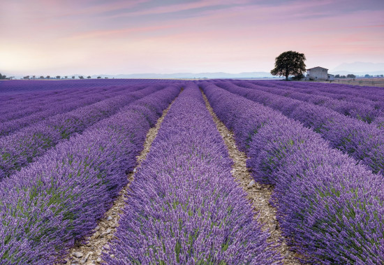 Фотообои «Provence» (368 х 248 см)