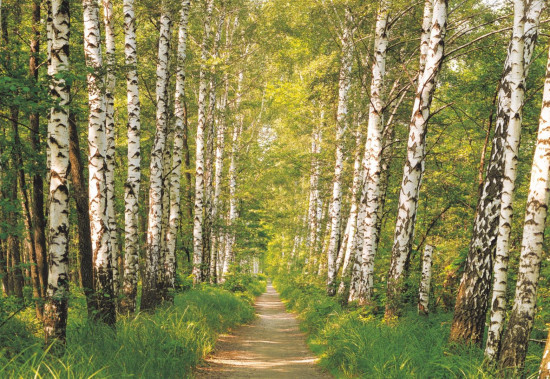Фотообои «Birkenwald» (368 х 254 см)