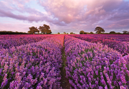 Фотообои «Lavendel» (184 х 127 см)
