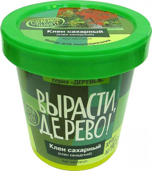 Набор для выращивания «Клен сахарный»