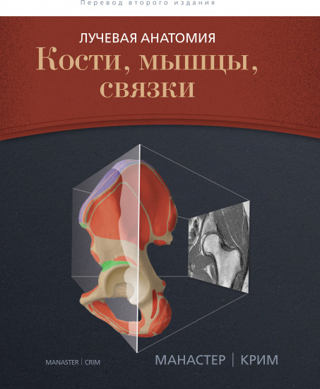 Лучевая анатомия. Кости, мышцы, связки