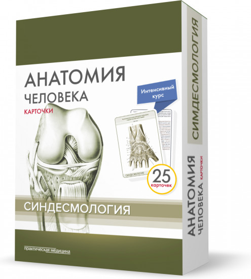 Анатомия человека. Синдесмология (25 карточек)