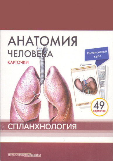 Анатомия человека. Спланхнология. Карточки (49 шт.)