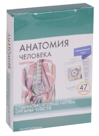 Анатомия человека. Спинномозговые нервы и органы чувств. Карточки. (47 шт.)