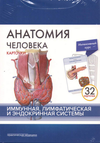 Анатомия человека. Иммунная, лимфатическая и эндокринная системы (32 карточки)