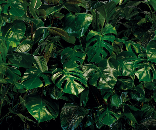 Фотообои «Tropical wall»