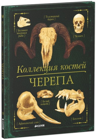 Коллекция костей. Черепа