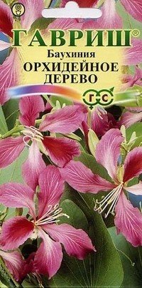 Семена. Баухиния «Орхидейное дерево»