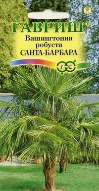 Семена. Вашингтония мощная «Санта-Барбара»