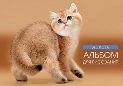 Альбом для рисования «Котенок на бежевом», 32 листа
