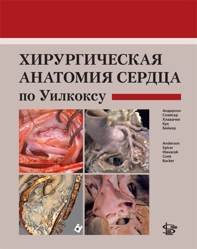 Хирургическая анатомия сердца по Уилкоксу