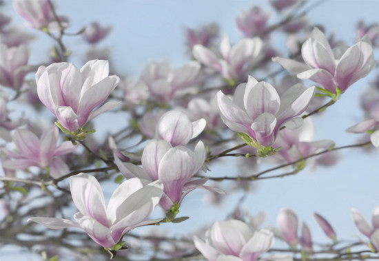 Фотообои «Magnolia» (368 х 254 см)