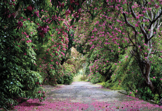 Фотообои «Wicklow Park» (368 х 254 см)