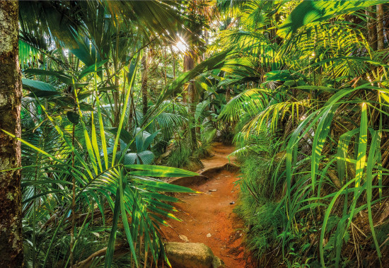 Фотообои «Jungle Trail» (368 х 254 см)