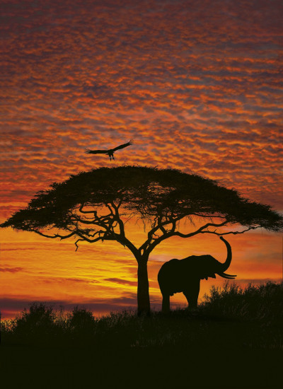 Фотообои «African Sunset» (194 х 270 см)