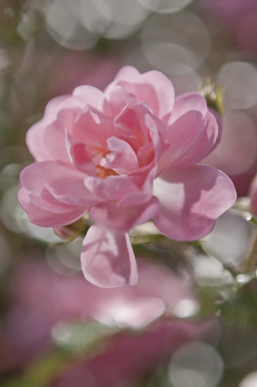 Фотообои «Bouquet» (184 х 254 см)
