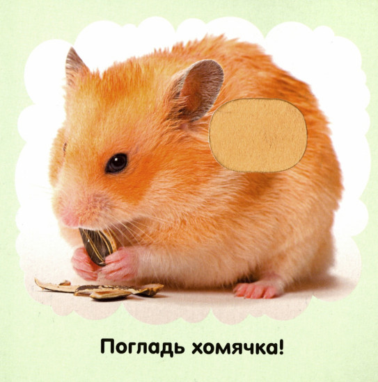 Домашние любимцы