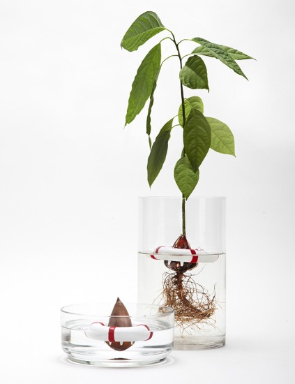 Проращиватель семян «Seed Guard»