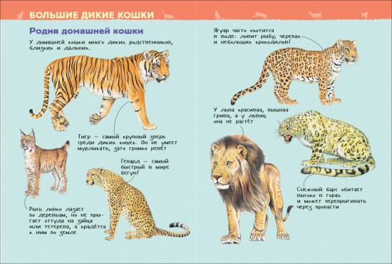 Кошки и котята. Энциклопедия для детского сада