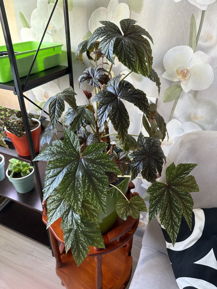 Бегония «Грифон» — Однолетние цветы (Аэлита) — Аэлита — Купить за 904