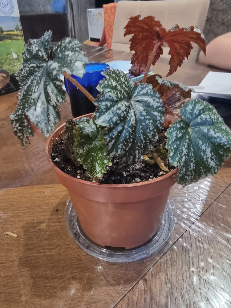 Бегония «Грифон» — Однолетние цветы (Аэлита) — Аэлита — Купить за 904