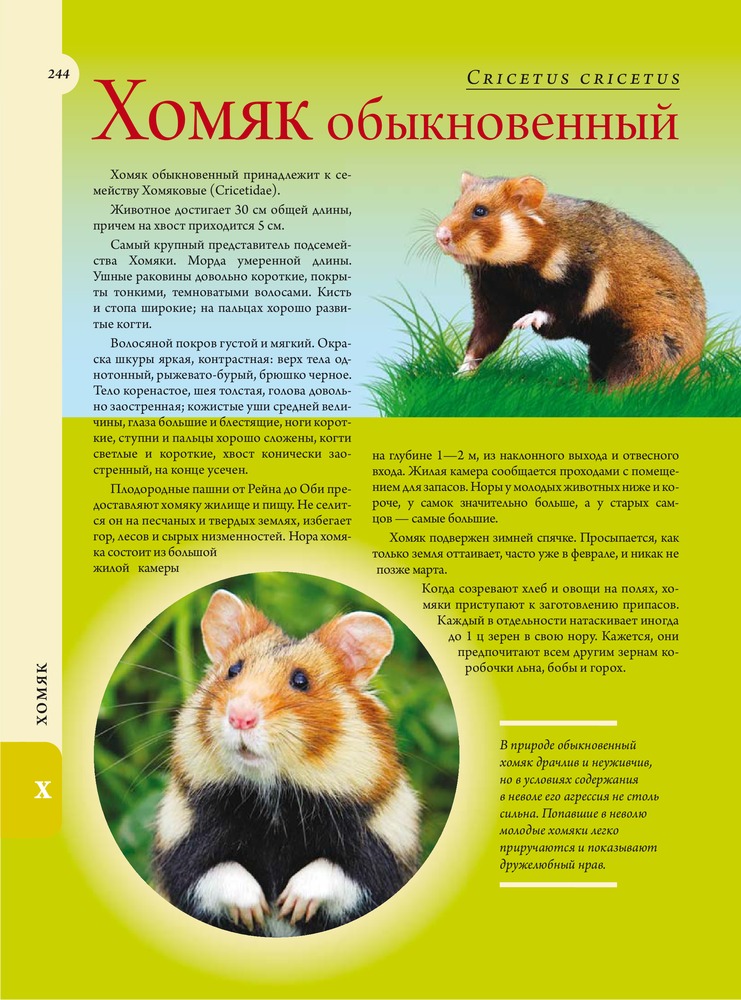 Жизнь животных — Купить за 7 586 тг. — Альфред Эдмунд Брем — Книга